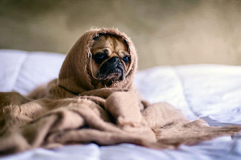 In solch einer Kuscheldecke fühlt sich ein kleiner Hund richtig wohl. Dieser Vierbeiner schaut zwar nicht fröhlich, es ist ja ein Mops. 