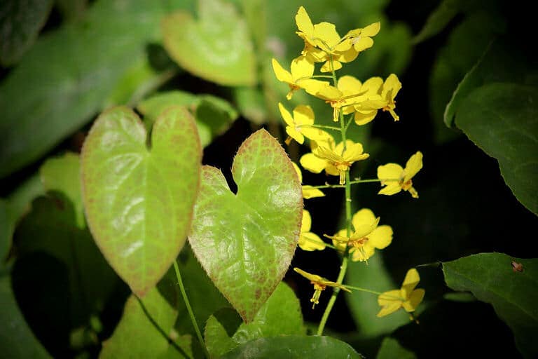 Hausarbeit außen leicht gemacht: Immergrüne wie die Elfenblume sehen auch ganzjährig schön aus.