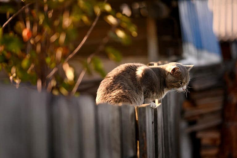 Eine Katze springt so ziemlich auf jeden Zaun - oder über ihn hinweg.