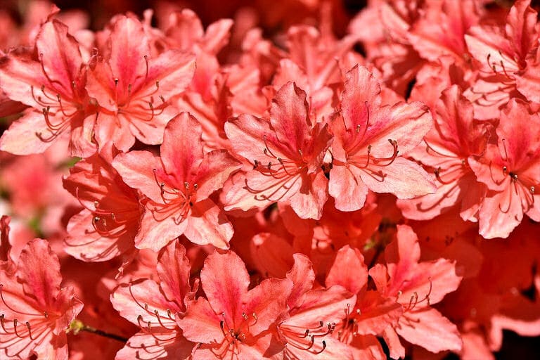 Auch dieser schöne rosa Rhododendron gehört zu den immergrünen Pflanzen, die relativ pflegeleicht sind.