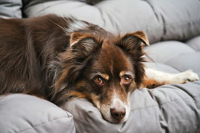 Tiere in der Wohnung: Klar, ein Hund liegt gern auf dem Sofa - ganz in der Nähe von Herrchen oder Frauchen.