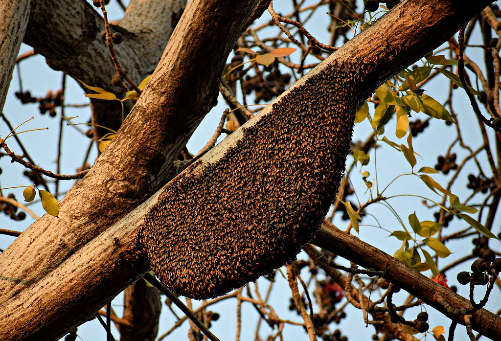 Propolis erzeugen Bienenvölker, um sich trotz gleich bleibender Wärme im Bienenstock vor Viren und Bakterien zu schützen. 