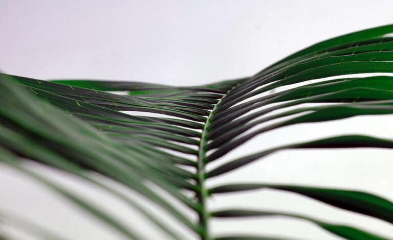 Palmen haben sehr filigrane Blätter - Palmenwedel genannt. Auch Palmenwedel stauben ein, wenn Sie nicht ab und zu mit Wasser besprüht werden.