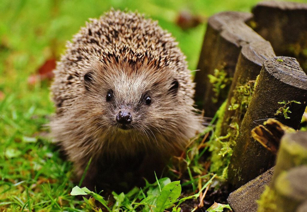 Viele Tiere im Garten brauchen für den Winter ein wenig Hilfe von uns Menschen. Igel zum Beispiel. 