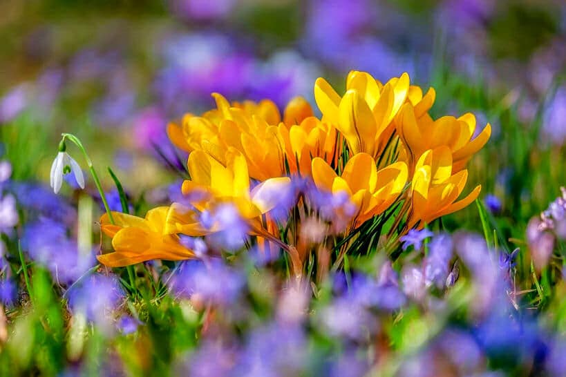 Schneeglöckchen und Krokusse gehören zu den ersten Frühlingsboten bei uns. 