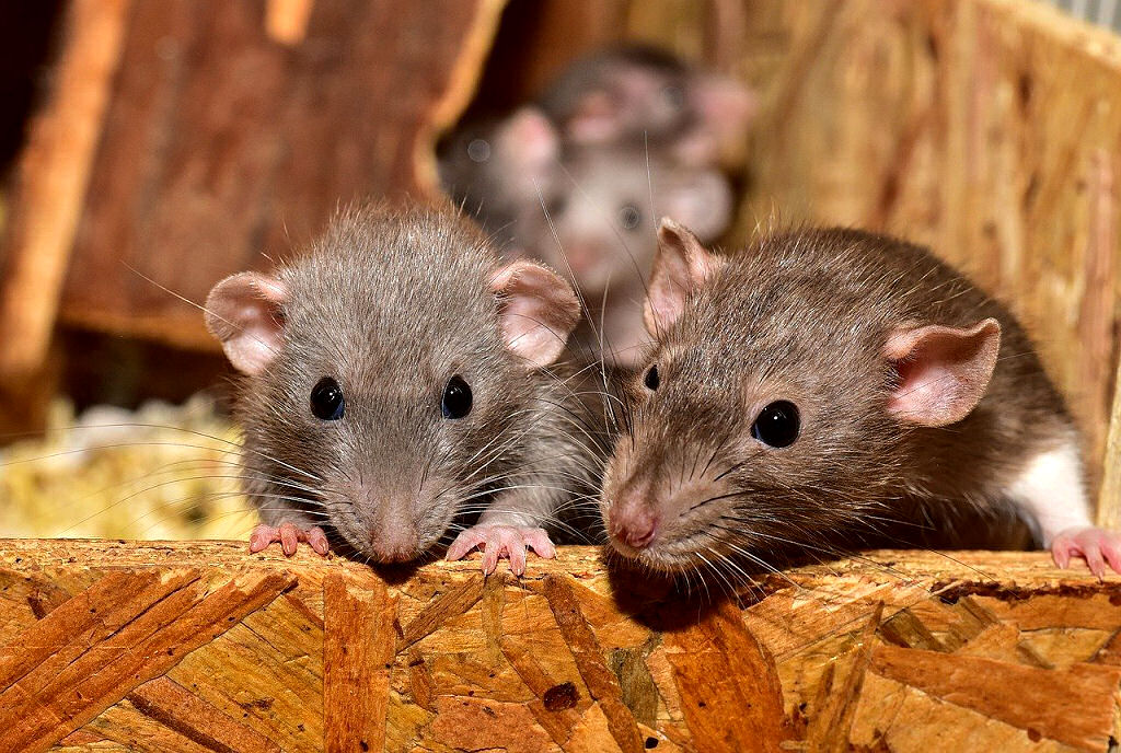 Eine Maus ist niedlich, zwei vielleicht auch, aber viele Mäuse sind für uns Menschen normalerweise Schädlinge.
