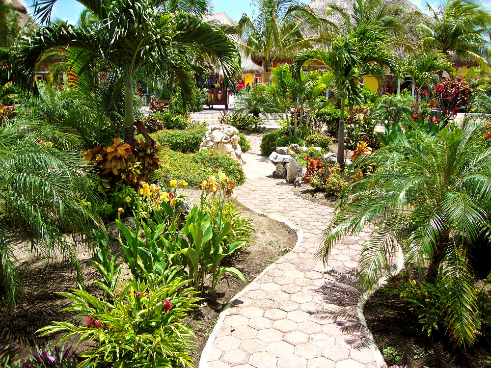 Tropische Gewächse in Hülle und Fülle - in einem tropischen Garten.