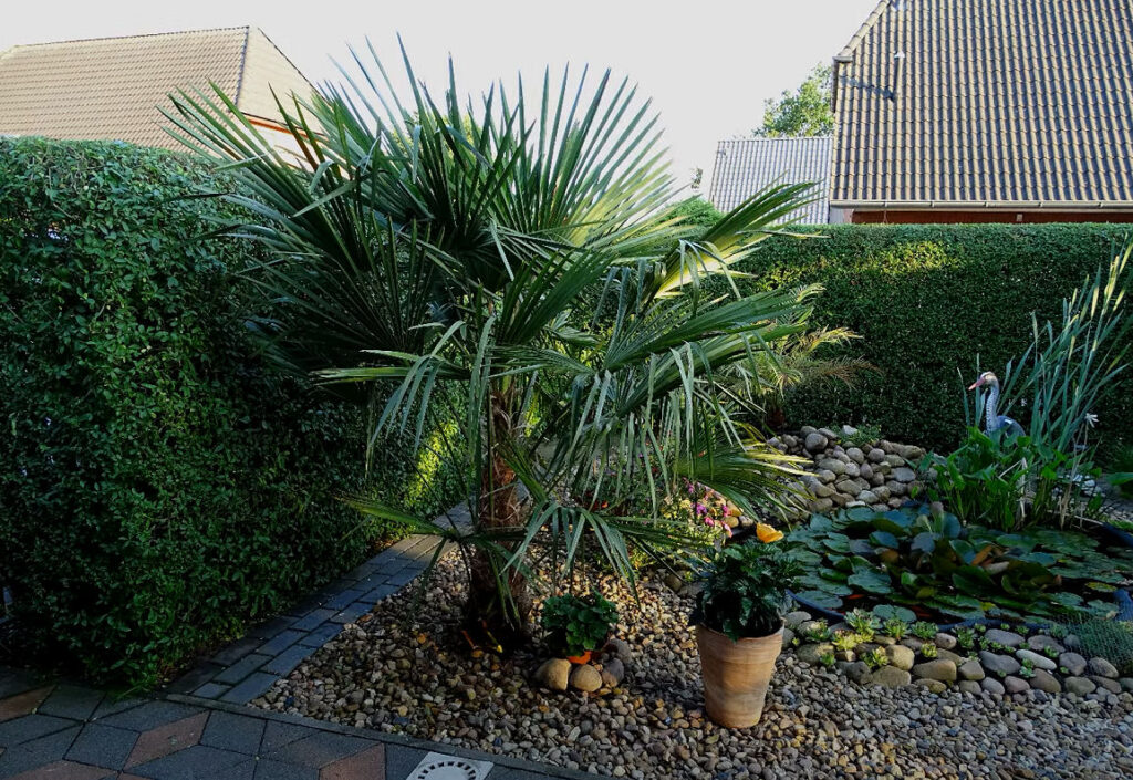 Eine Fächerpalme kann man auch bei uns erfolgreich in der Winterzeit im Garten lassen. 