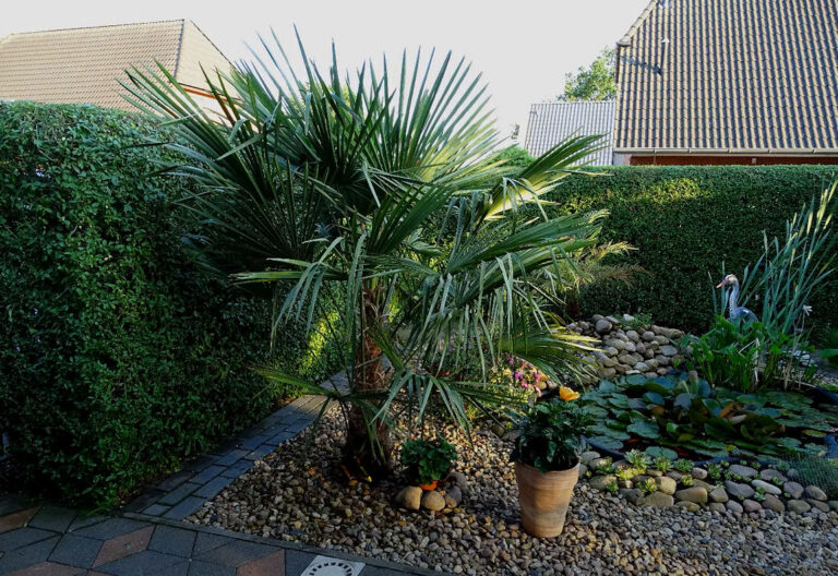 Eine Fächerpalme kann man auch bei uns erfolgreich in der Winterzeit im Garten lassen.