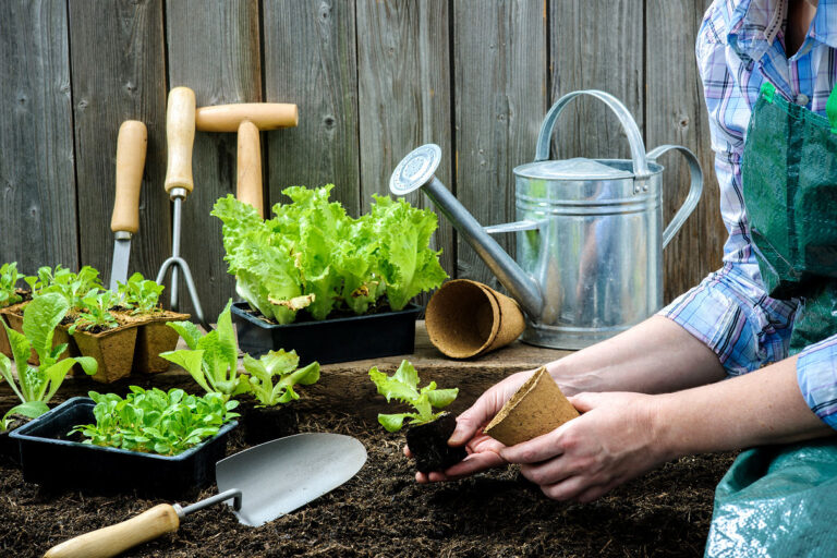 Im Garten kann man natürlich nicht nur Rasen und Blumen, sondern auch Nutzpflanzen wie z.B. Salat anlegen.