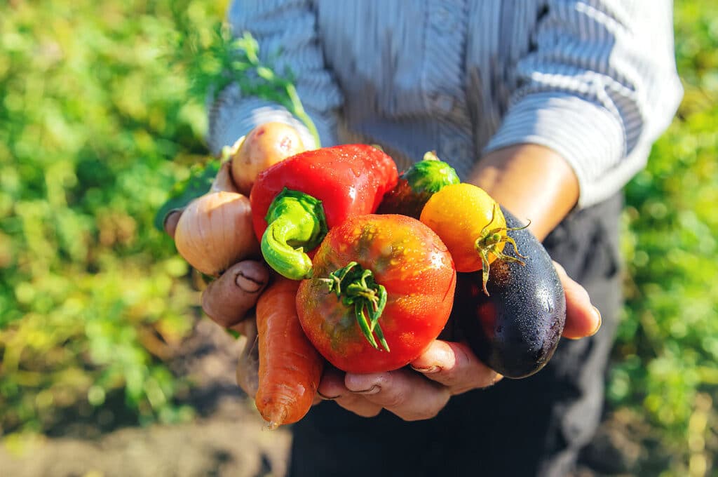Tomaten, Paprika, Aubergine, Möhren, Kartoffel und Zwiebel aus eigener Ernte - das lohnt sich doch!
