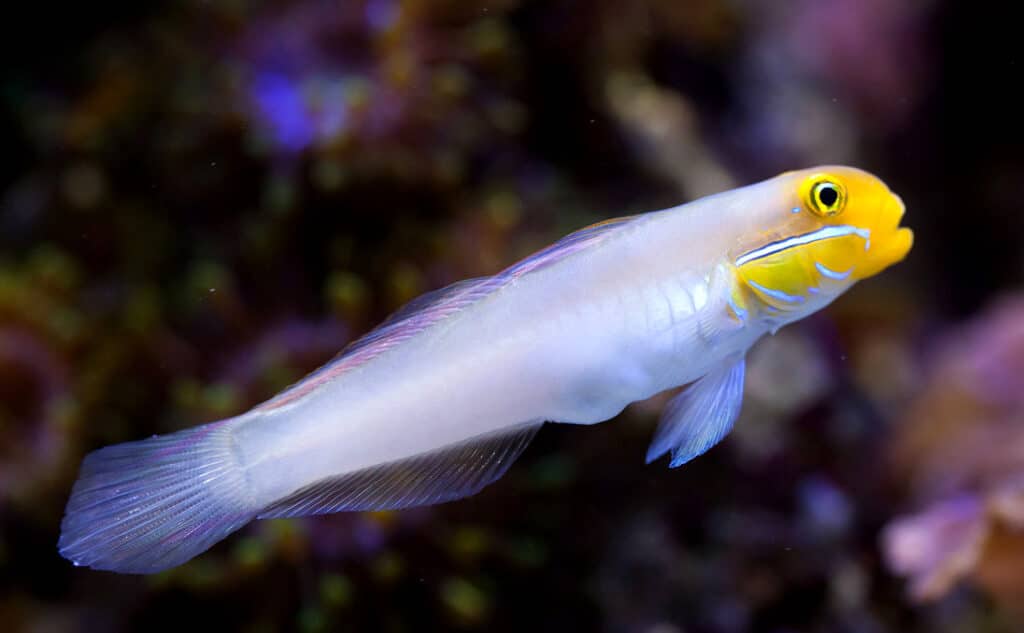 Grundeln besonders beliebte Aquarienbewohner und sollen in keinem Meeresaquarium fehlen.