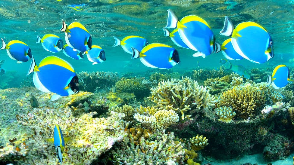 Doktorfische - im Meer haben sie genügend Platz, im Aquarium sieht das anders aus. 