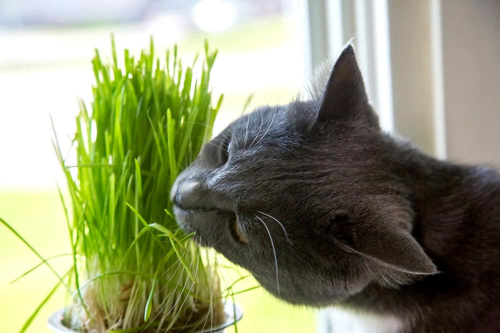 Katzengras fördert eine gesunde Verdauung bei Katzen. 