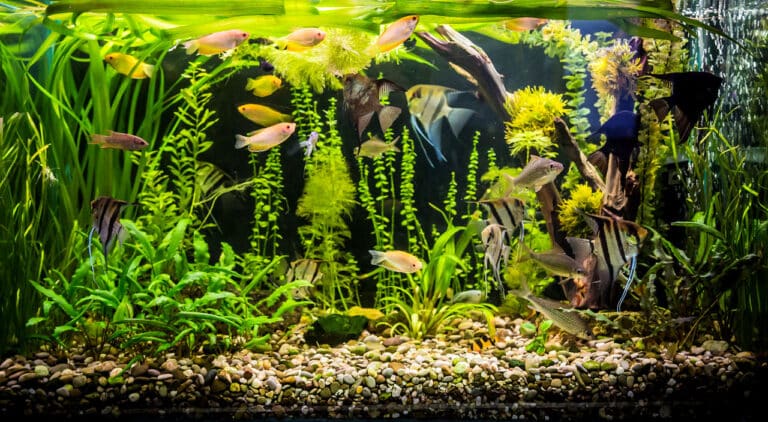 Fische fürs Aquarium - und zwar für ein Süßwasseraquarium