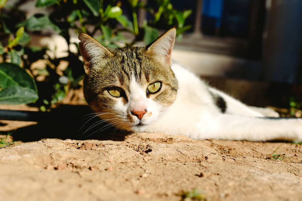 Für Ihre Katze ist der Garten ein relativ sicheres Territorium.