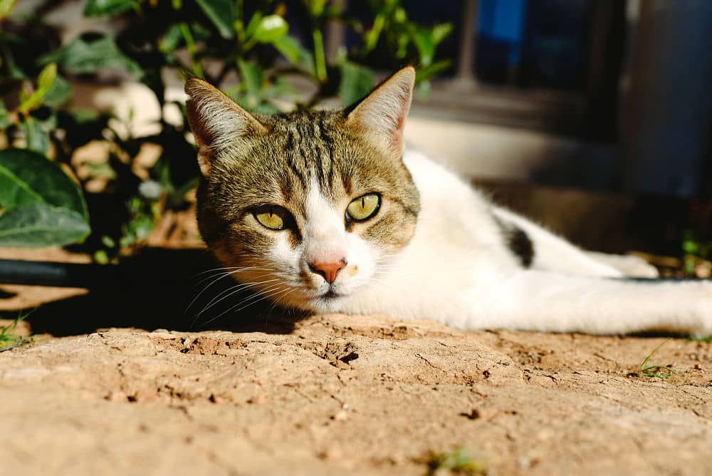 Für Ihre Katze ist der Garten ein relativ sicheres Territorium. Und das braucht sie auch um sich wohl zu fühlen. 