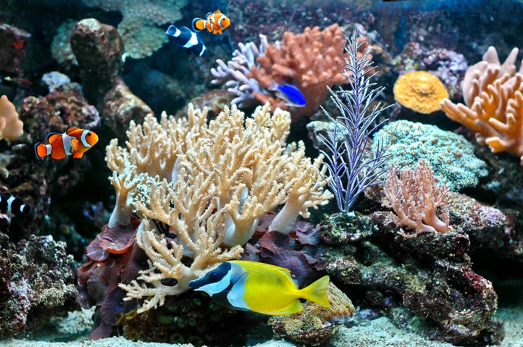 Typisch für ein Meerwasseraquarium sind Korallen. Korallen brauchen aber auch besondere Pflege.