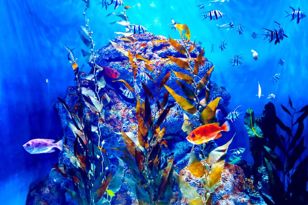 Farbenfrohes Meerwasseraquarium