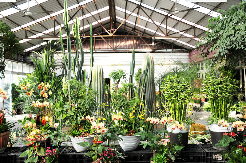 Einen Wintergarten kann man auch sehr gut als Winterquartier für seine großen und kleinen grünen Freunde nutzen.