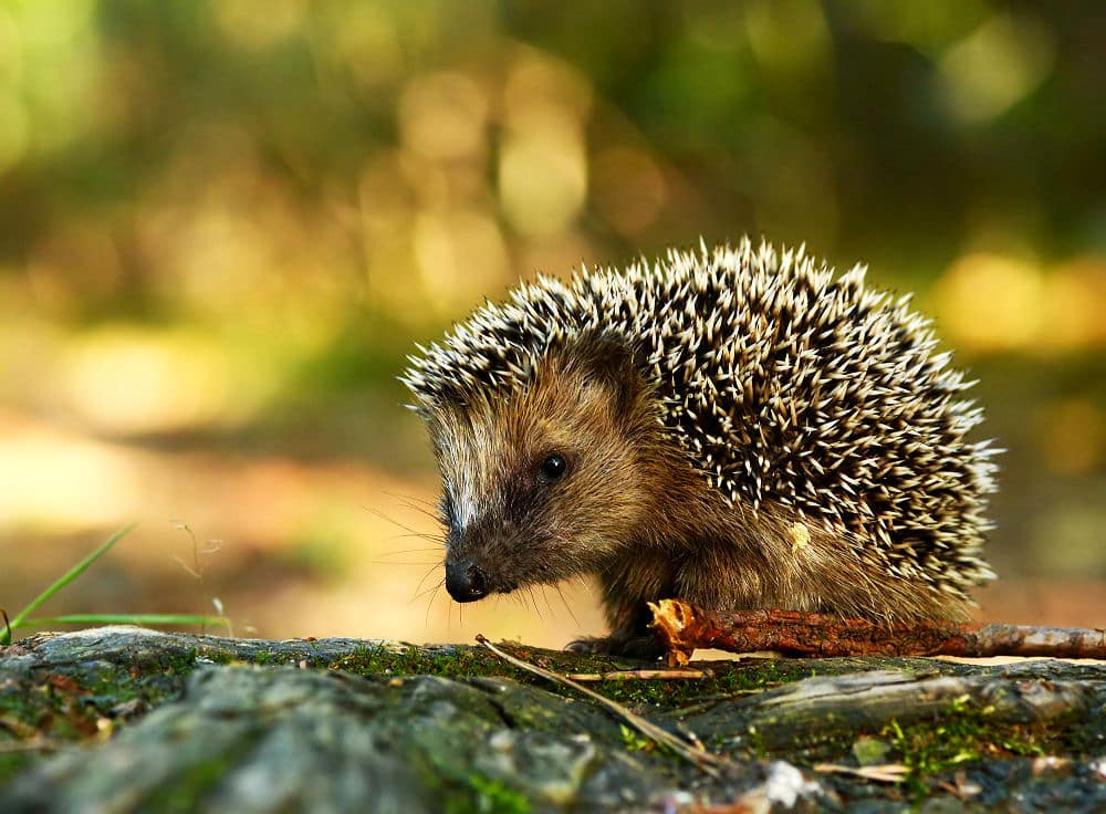 Igel sind Wildtiere. Vor dem Winterschlaf brauchen sie vor allem proteinhaltige Nahrung, um genug Fettreserven aufzubauen. Also kein Obst wie Sommer. Geben Sie einem Igel auf keinen Fall Milch! Die verträgt er nicht, da er Laktose nicht verarbeiten kann. 