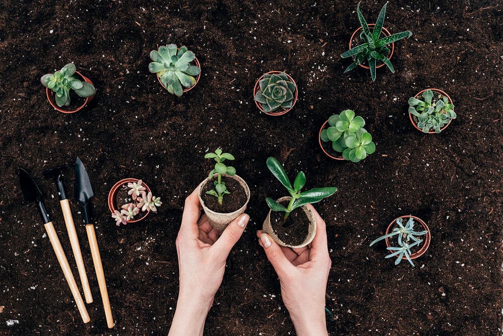 Der eine oder andere Garten Tipp für Ihre Pflanzen