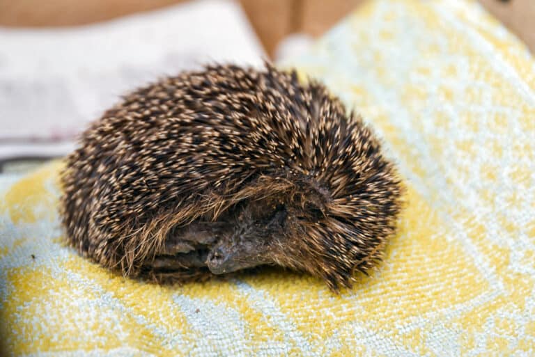 Igel halten Winterschlaf und zwar draußen im Freien. Sie können Hilfe gut brauchen. Ins Haus aber sollte man Igel nicht holen.