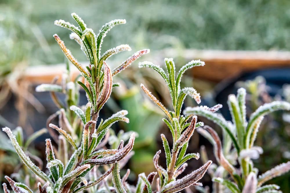 Beete winterfest machen: Rosmarin kann, je nach Sorte und Temperatur, im Hochbeet oder auch im Gewächshaus überwintern. Vor starkem Frost muss man Rosmarin auf jeden Fall schützen. 