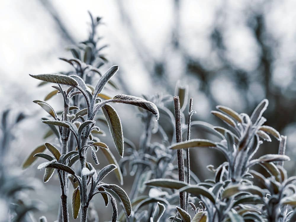 Salbei gehört zu den winterharten, immergrünen Kräutern in unserem Garten. 