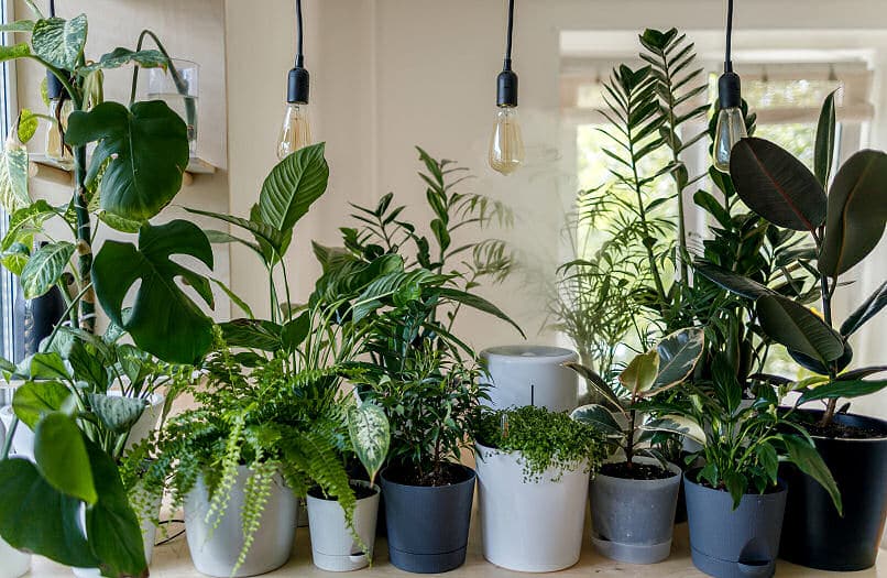 Geeignete Pflanzen gibt es für jeden Raum eines Hauses.
