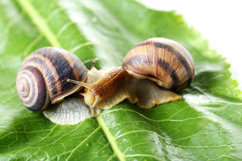 Schnecken sind eines jeden Gärtners Albtraum, da sie die Pflanzen abfressen und das Wachstum beeinträchtigen.