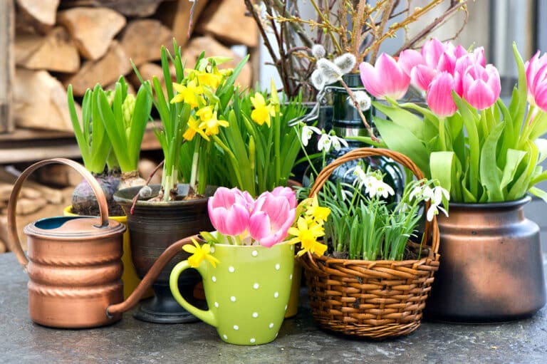 Tulpen, Schneeglöckchen und Narzissen dürfen bei einer Frühlingsdeko für die Wohnung auf keinen Fall fehlen, es sind ja, anders als die Rose, ausschließlich Frühlingblumen.