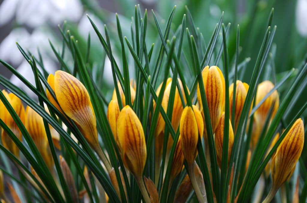 Die zarten Blüten von Krokussen blühen im zeitigen Frühjahr. 