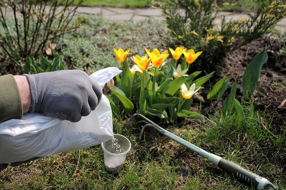 Mineralischer Granulatdünger für Tulpen