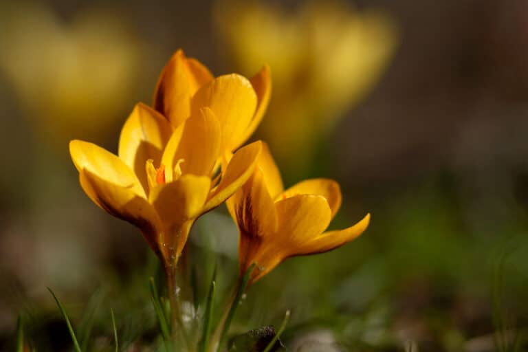 Mit dem Frühling kommt das Licht zurück. Zeit für den Frühjahrsputz.