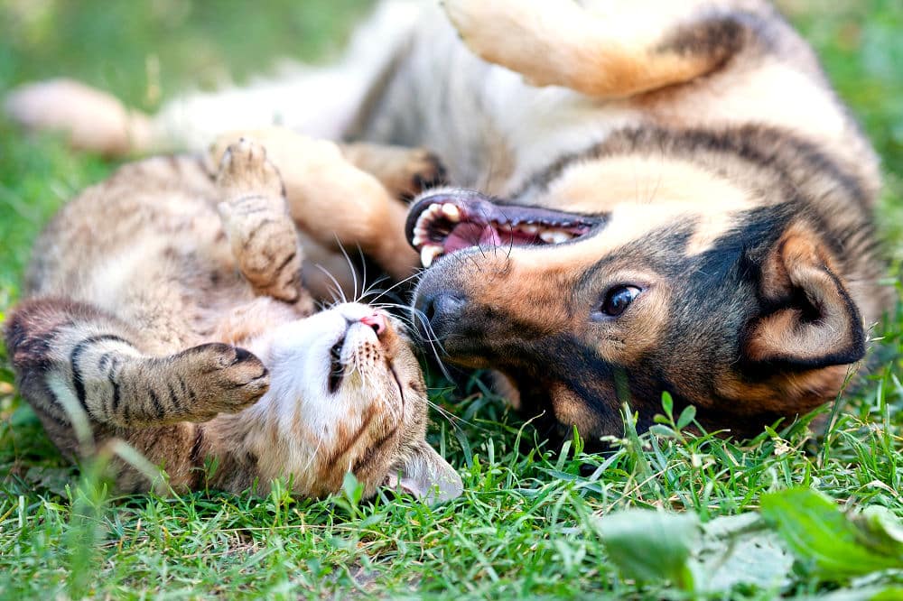 Hund und Katze spielen zusammen im Freien - spielen ist wichtig für die Gesundheit unserer Lieblinge.