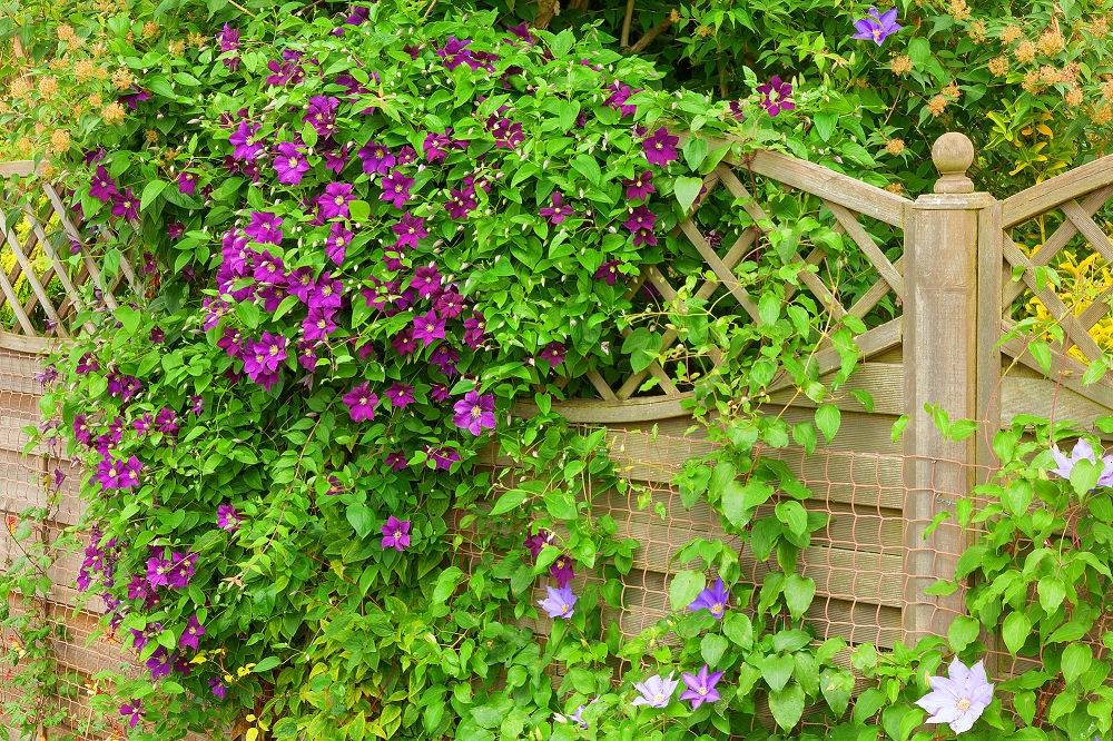 Bienen lieben die Clematis - eine insgesamt anspruchslose und sehr schön blühende Pflanze, mit der Sie Ihren Zaun im Sommer sogar blickdicht bekommen.