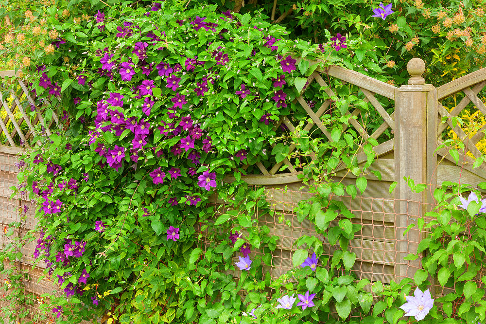 Bienen lieben die Clematis - eine insgesamt anspruchslose und sehr schön blühende Pflanze, mit der Sie Ihren Zaun im Sommer sogar blickdicht bekommen. 