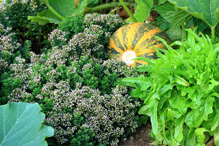 Permakultur Prinzip 1: Beobachte - so findet man heraus, welche Kräuter, Gemüse und andere Pflanzen sich in deinem Kleingarten gegenseitig nähren und schützen können.