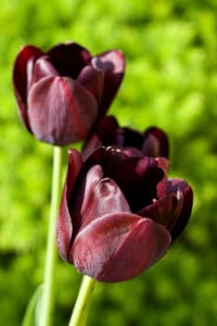 Diese dunkle Tulpe findet sich in vielen Tulpenbeeten, sie gilt als eine der beliebtesten Tulpenarten. 