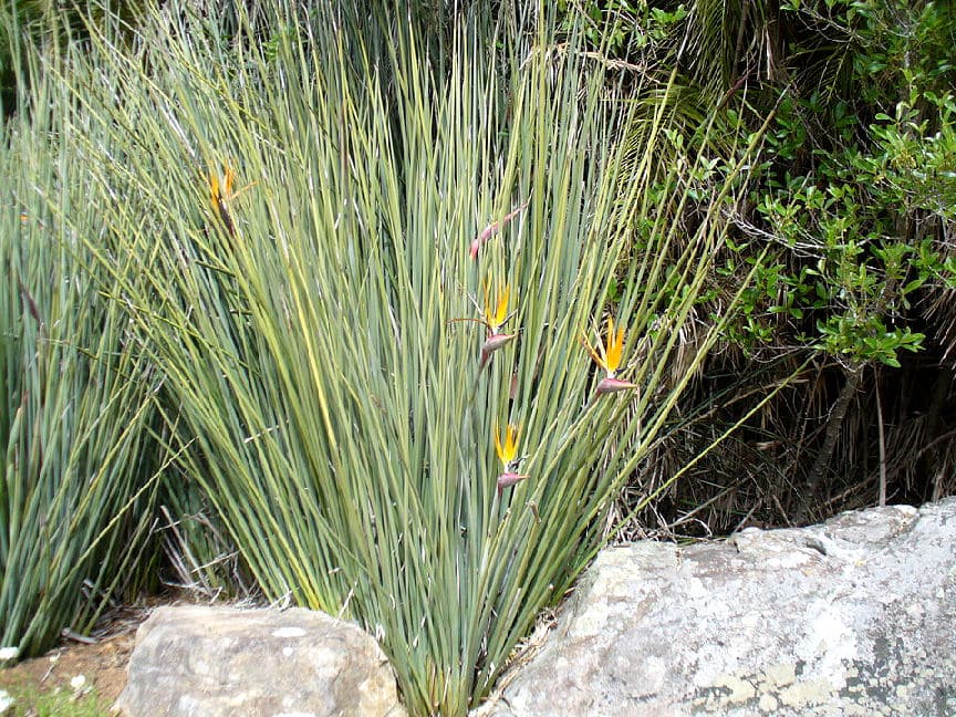 Die pflegeleichte Strelitzia juncea hat binsenförmige Blätter und wächst krautartig bis zu einer Höhe von 2 Metern. 