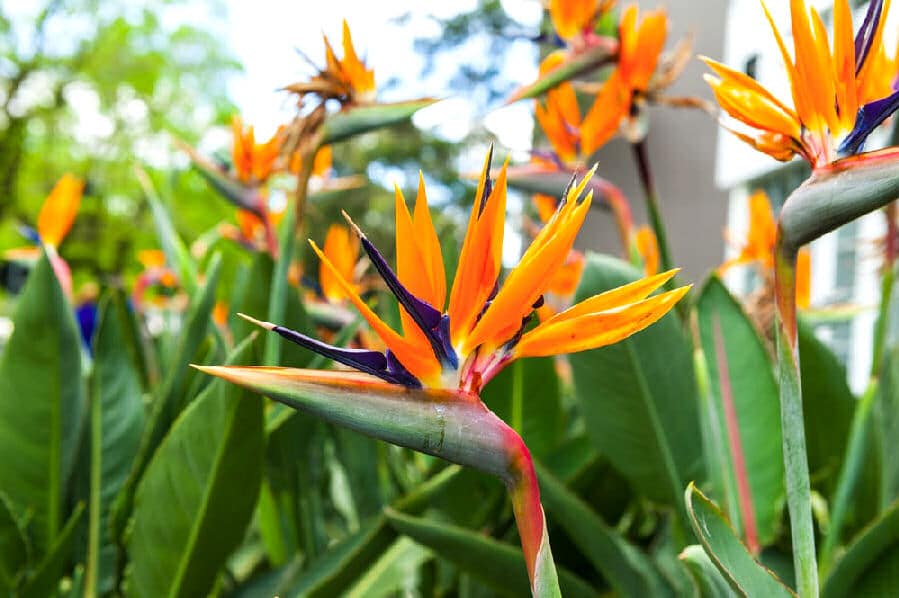 Die Blüte der Strelitzia riginae ähnelt einem Paradiesvogel, weshalb sie auch Paradiesvogelblume genannt wird. 