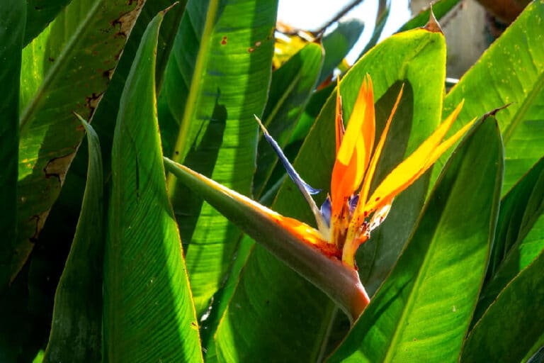 Zur Pflege der Strelitzia reginae gehört das Abwaschen der Blätter. Dafür sind die großen Blätter des königlichen Strelitzie ausschlaggebend.