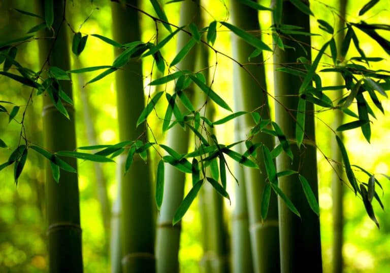 Bambus gehört zu den hitzebeständigen Pflanzen, mit denen wir den Garten an den Klimawandel anpassen können.