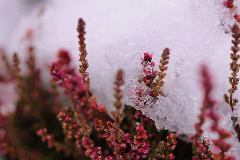 Heidekraut gehört zu den winterharten Pflanzen und eignet sich daher gut für den Balkon im Winter. 