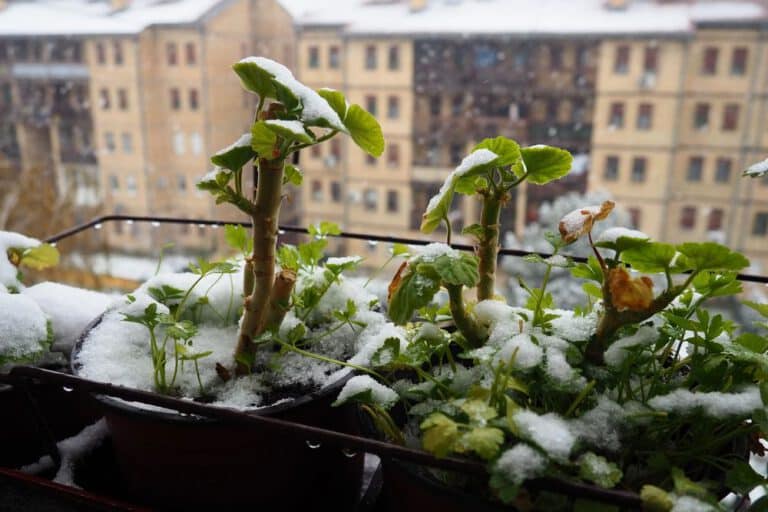 Früher Schnee - seine Balkonpflanzen sollte man möglichst zum genau richtigen Zeitpunkt winterfest machen.