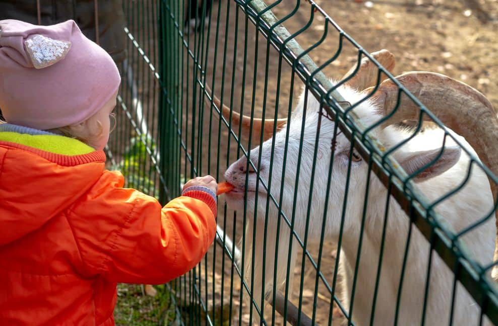 Ein Mattenzaun hindert auch Tiere, zum Beispiel in einem Streichelzoo daran, einfach auszubüchsen. 