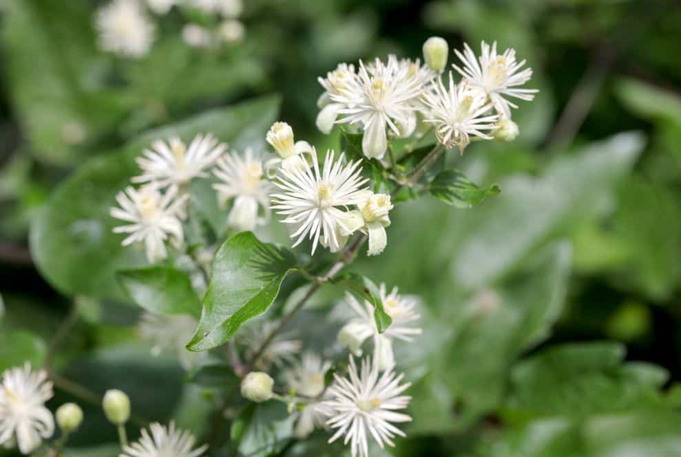 Clematis vitalba