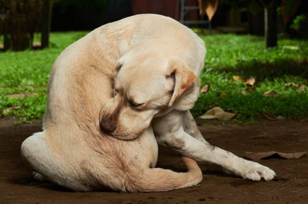 Ein Hund kann durch Spielen und Toben mit anderen Hunden draußen den ersten Parasiten mit an Bord haben.