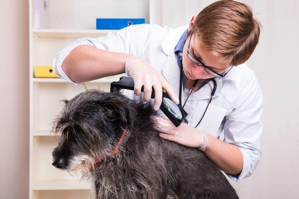 Den Hund selbst sollte man mit gängigen Methoden vom Tierarzt behandeln lassen.